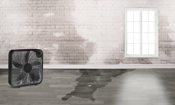 Best Basement water damage restoration  in South Lake Tahoe, CA